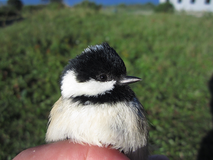 Coal Tit, Sundre 20120828